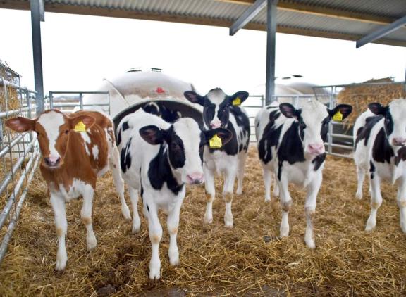Het aantal vrouwelijke holsteinkalveren nam na een piek van bijna 300.000 stuks in 2015 af tot 258.000 stuks in 2023
