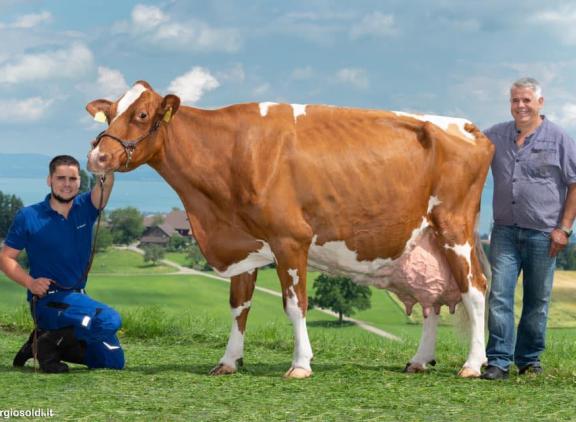 Wirth's Joyboy Granada van Martin en Dominik Wirth passeert als tweede Zwitserse koe de grens van 200.000 kg melk