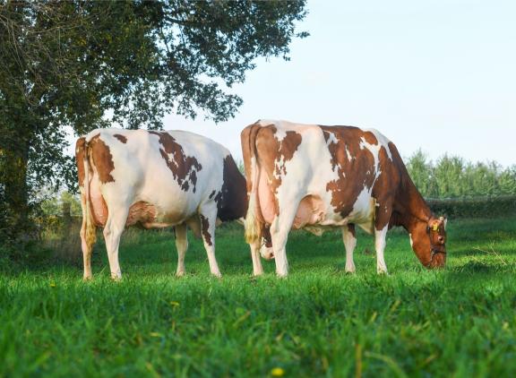 Zestig melkveehouders hebben koeien aangemeld voor de Nationale Roodbont Show
