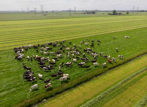 Het gras groeit hard: 130 tot 170 kg droge stof per dag is geen uitzondering
