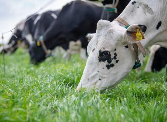 Met grasgroeicijfers van ruim 100 kg droge stof per dag staat er binnen de kortste keren een weidesnede