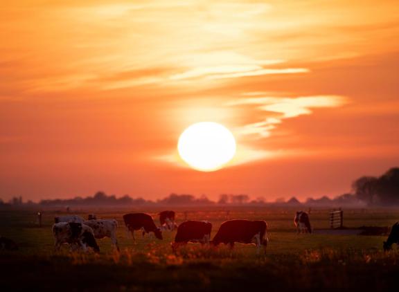 Koeien tonen al tekenen van hittestress bij een temperatuur van 12 graden Celcius