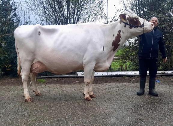 Sodandochter JU Lunia 232 schreef de rubriek koeien op haar naam