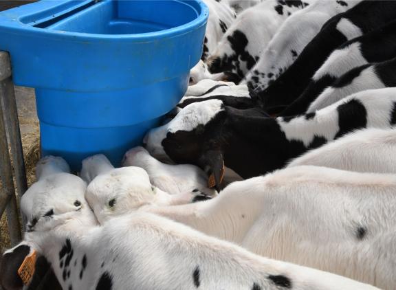 Als veehouders de uitkomsten van een zelflerend rekenmodel gebruiken bij de selectie van vaarskalveren, zal de levensproductie van de koeien stijgen, zonder dat ze hier iets extra voor hoeven te doen.