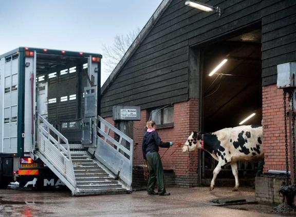 DGZ roept veehouders op om alleen dieren aan te kopen als het echt niet anders kan