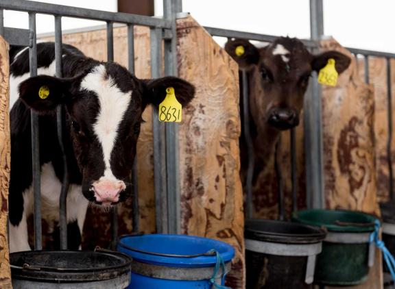 Het gros van de genoomtesten komt voor rekening van vrouwelijke dieren
