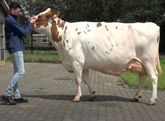 Barendonk Brasilera 26 (v. Agent) wint bij de oudere koeien