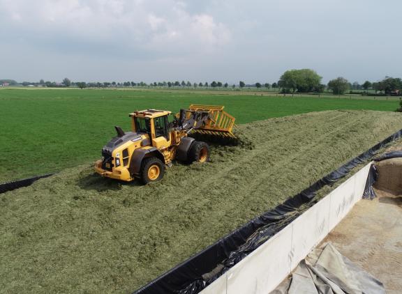 De eerste snede die nu nog op het land staat is uitgegroeid, grof, suikerarm, weinig smaakvol en lastig te verdichten. PPP Agro adviseert om het gras zo kort mogelijk te snijden en suikers of zuren toe te voegen