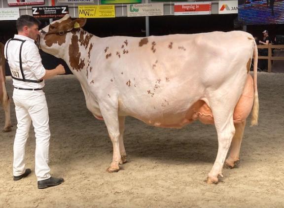 De reserekampioene oudere koeien, Barendonk Brasilera 26 (v. Agent), in de ring in Mariënheem