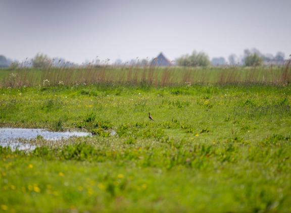 De Natuurherstelwet is na lang steggelen vandaag toch aangenomen door de EU