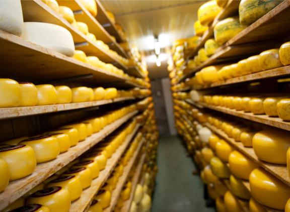 Bijna 60 procent van de Nederlandse melk gaat in de kaasbak