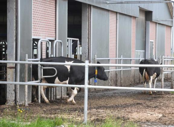 Bij robotmelken draait het erom de koeien een vast ritme aan te leren en ze daarmee in beweging te houden