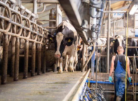De melkaanvoer van FrieslandCampina nam 3,2 procent af in het eerste half jaar van 2024