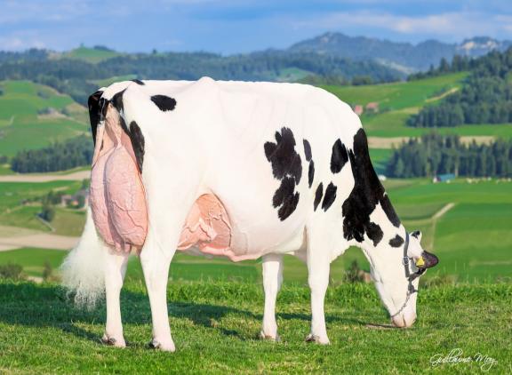 Sunnibel Dempsey Esprit won drie maal de Swiss Expo