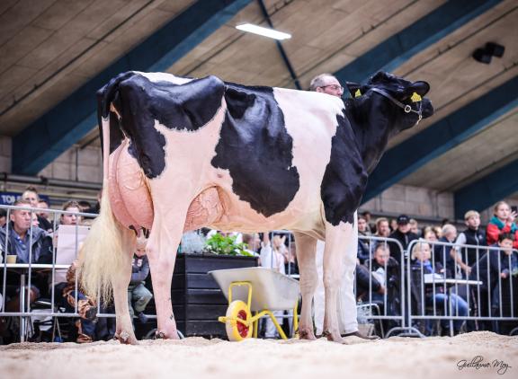 Dueholm Armagedon Mystique tijdens de nationale Deense show