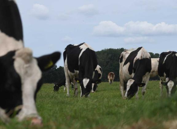 Het grasaanbod neemt toe, maar de opname van gras valt op verschillende plaatsen tegen