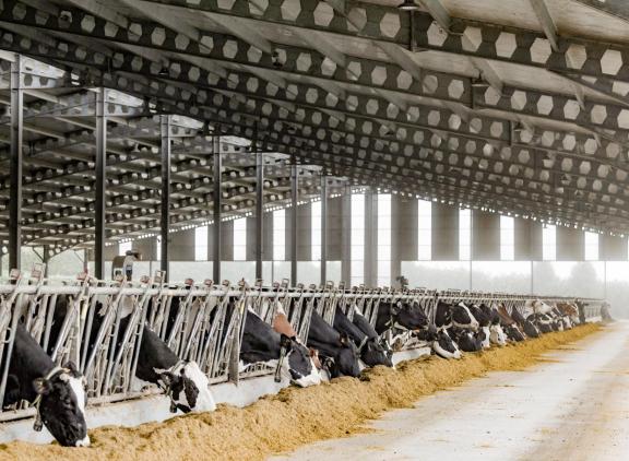 De zes jaar oude stal is met een hoge nok en isolerend dakmateriaal zo gebouwd dat het in de stal altijd vijf graden kouder is dan erbuiten