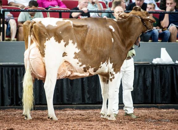 MilkSource Renaissance (v. Jordy) was een van de zeven roodbontkoeien die dit jaar 95 punten kreeg