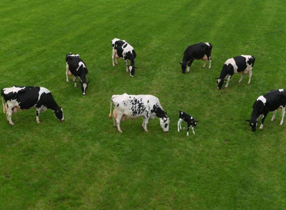 De acht generaties Winterfarm Nellie, met de oudste en jongste generatie in het midden