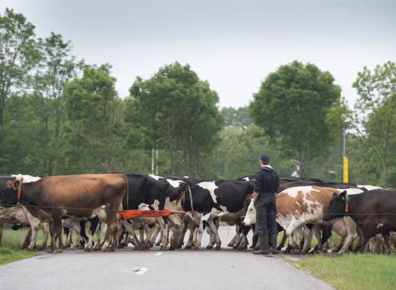 Een paar uur weidegang per dag draagt al bij aan minder aantal kreupele koeien