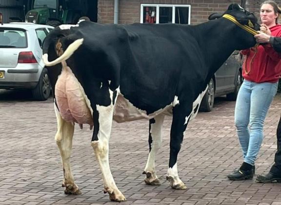 Runzel 1 (v. Random) bracht 3100 euro op 