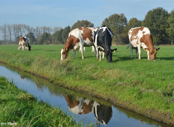 Herfstgras vers benutten zorgt voor minder verliezen van met name dve