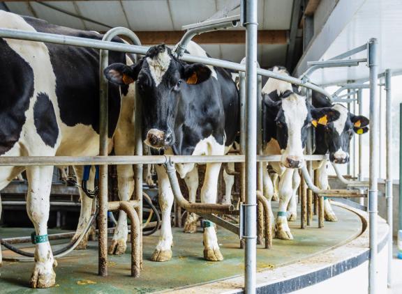 Op de locatie in Hoogstraten werkt Dams met een 28-stands binnenmelker