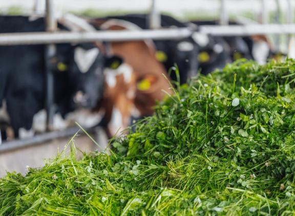 Via managamentmaatregelen proberen deelnemers van het Netwerk Praktijkbedrijven emissies te reduceren
