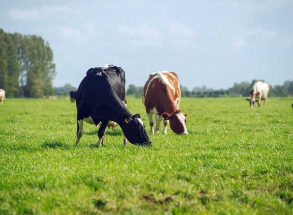Met vem-waarden van tussen de 950 en 980 per jaar en een ruweiwitgehalte van 230 à 240 gram ligt de kwaliteit van het gras op een normaal niveau voor de tijd van het jaar