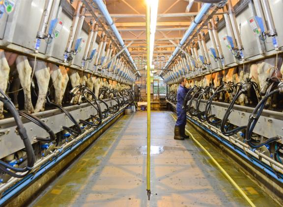 De omzet in de melkveehouderij bleef het afgelopen jaar stabiel