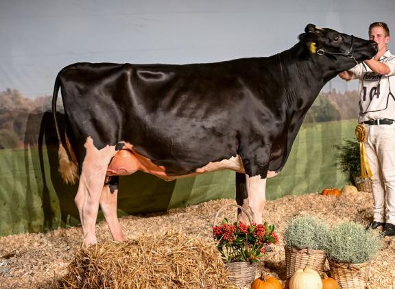 Grietje 293 (v. Malki) won in Vriezenveen het algemeen kampioenschap zwartbont (foto: Henk Lomulder)
