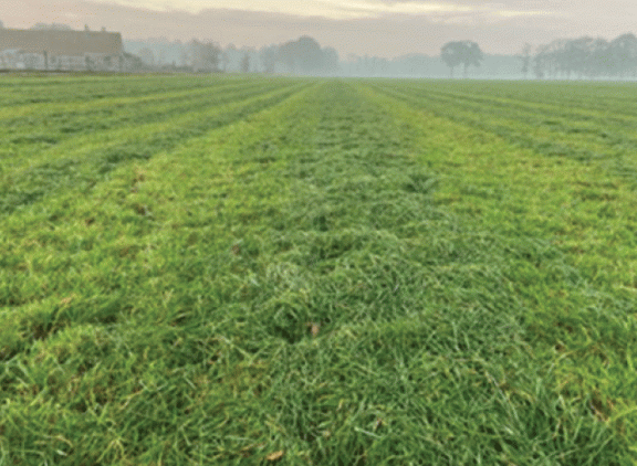 Inkuilen-van-herfstgras-is-een-uitdaging_.gif