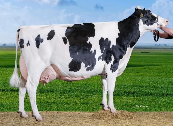 In maart dit jaar won Colhorner Yedi Cosmo (v. Jedi) het algemeen kampioenschap van de wintershow in Dronten