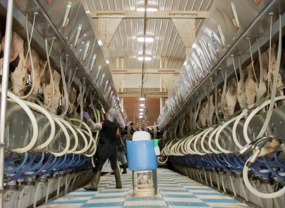 De grotere melkproductie in de VS wordt veroorzaakt door een hogere melkproductie per koe door een sterk stijgende genetische aanleg