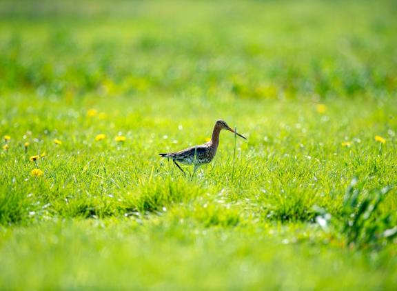 De Friese vogelaars schrijven het slechte broedsucces onder andere toe aan de hoge druk van predatoren.