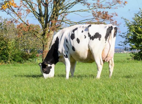 Lena nam vier maal succesvol deel aan de fokveedag Mariënwaerdt