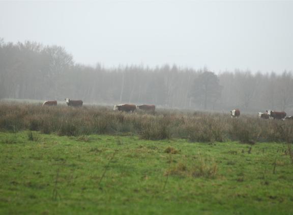 Met het huidige beleid worden de doelstellingen uit de stikstofwet bij lange na niet gehaald