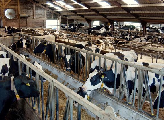 In Nederland daalde de melkveeveestapel naar 1,54 miljoen dieren