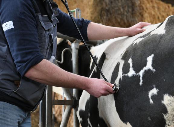 Voor spoedvisites worden afstanden van dierenklinieken naar de veehouders groot in Noord Nederland