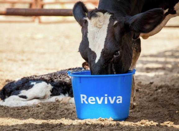 Farm_O_San-Reviva.jpg