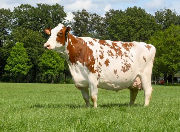 Barendonk Massia 7273 (v. Agent) is een van de koeien die afgelopen jaar 93 punten kreeg