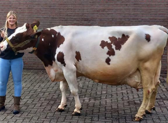 Winnares Heintje 222 passeerde begin november de grens van 10 ton vet en eiwit