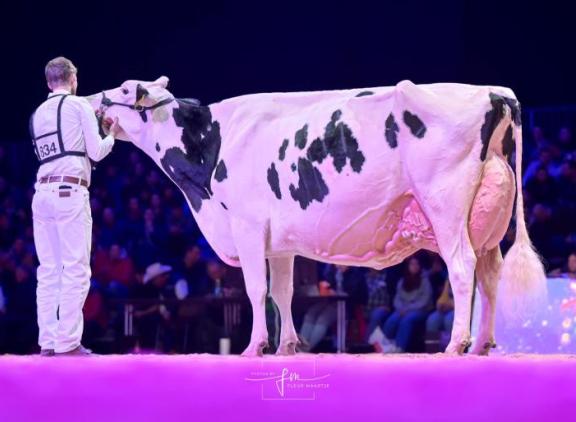 Sunibelle Esprit won in 2024 het algemeen kampioenschap tijdens de Swiss Expo (foto Fleur Maartje Bakker)