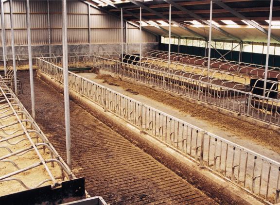 Intrekken van latente ruimte treft veehouders met een zogenaamde ‘slapende vergunning’ en veehouders die een natuurvergunning hebben voor een stal die nog niet is gebouwd of in gebruik genomen