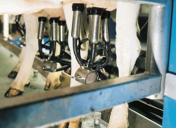 Rabobank voorziet voor 2025 een balans tussen vraag en aanbod op de wereldmarkt voor zuivel