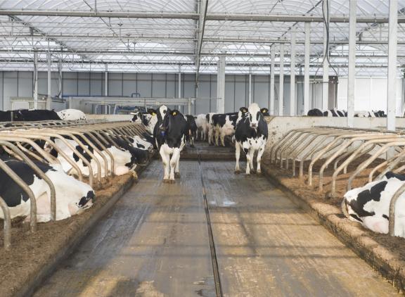 Door extra magnesium op de mestgang te strooien, kan meer stikstof worden vastgelegd in het mineraal struviet