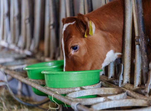 Vooral kalveren in de eerste levensmaand zijn vatbaar voor E-coli