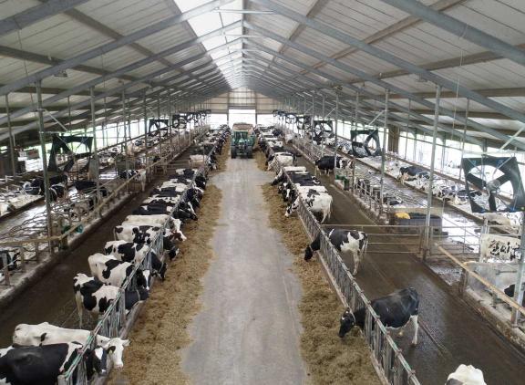 De toegenomen kosten voor onder meer rente en gebouwen dragen bij aan een minder optimistische stemming onder melkveehouders