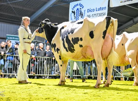 In Wanneperveen won De Wieke Undenied Eve de titel bij de oudere koeien (foto: Henk Lomulder)
