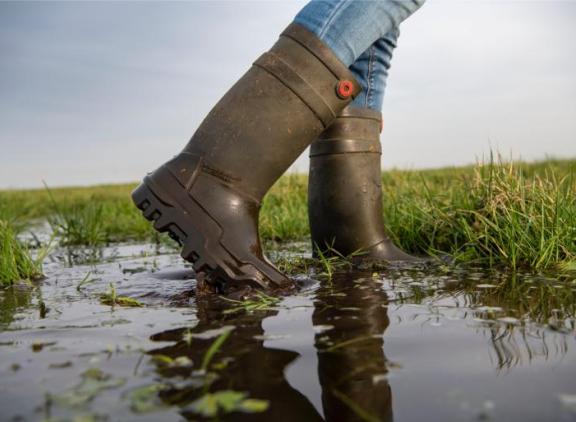 Het was een nat jaar en dat is terug te zien  in de meestgelezen berichten van de Veeteelt-website dit jaar